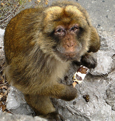 Your Pictures - Treat: monkey holdiing ice-cream