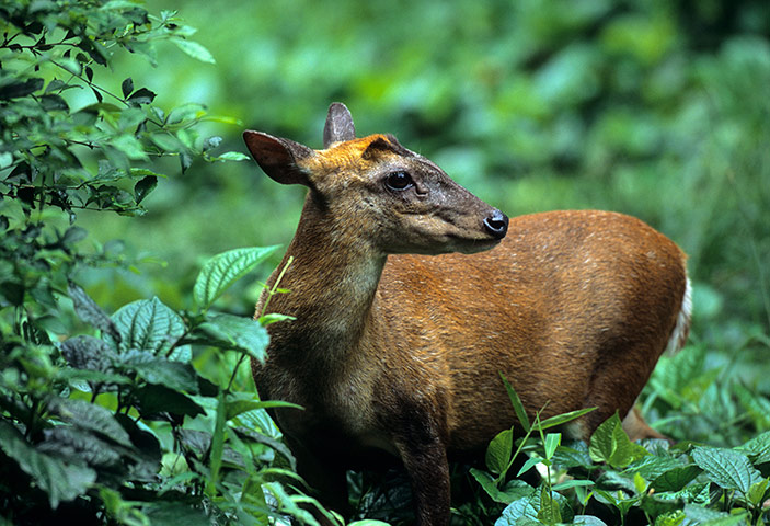 Southeast Asia: ungulate species living on the edge