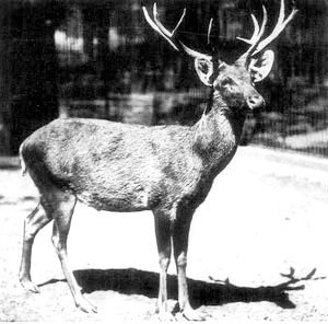 Southeast Asia: ungulate species living on the edge