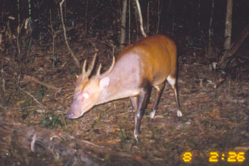 Southeast Asia: ungulate species living on the edge
