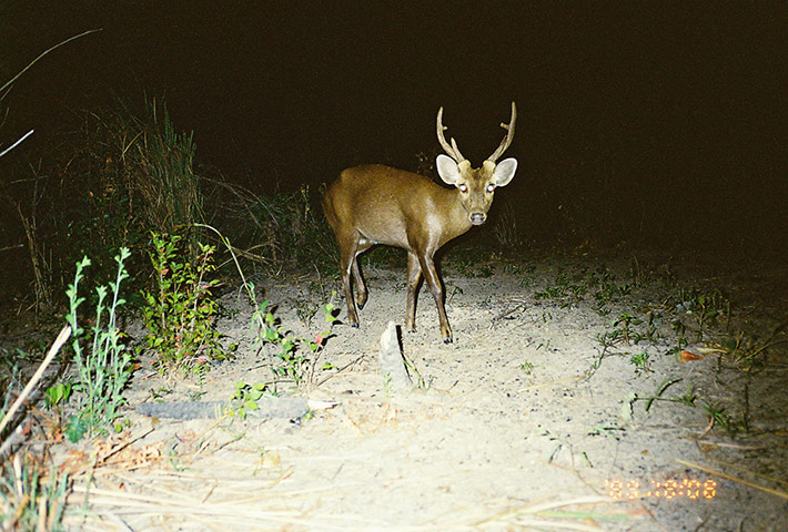 Southeast Asia: ungulate species living on the edge