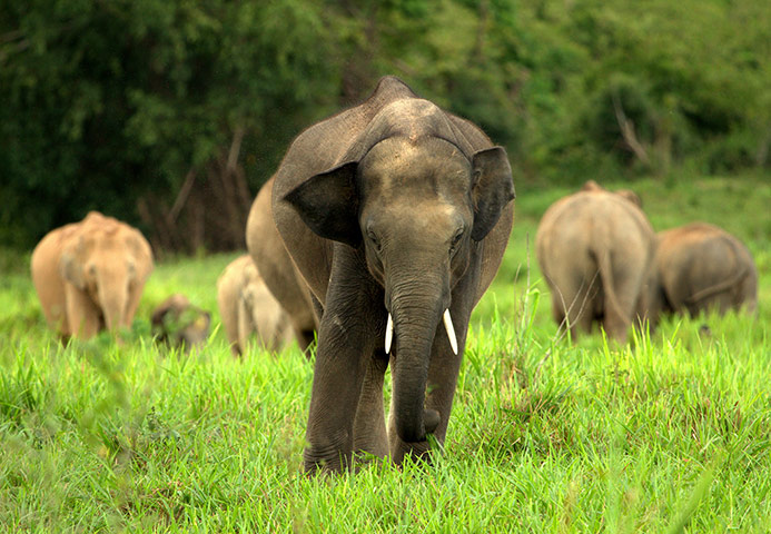 Southeast Asia: ungulate species living on the edge