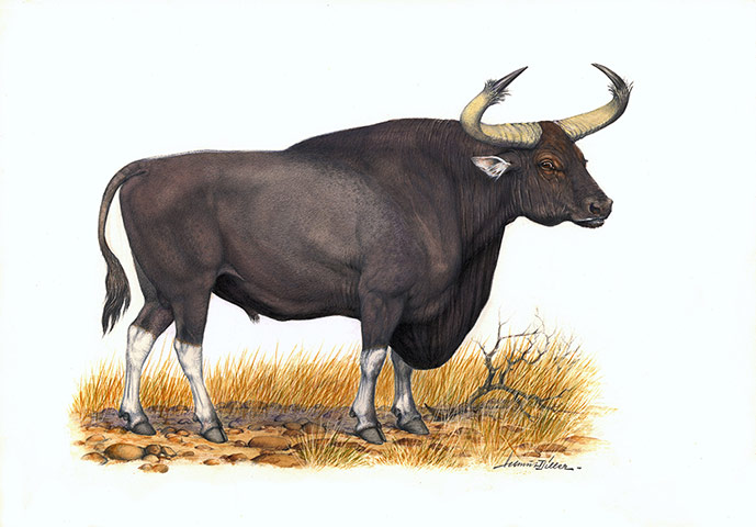 Southeast Asia: ungulate species living on the edge