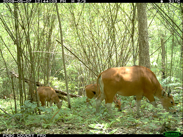 Southeast Asia: ungulate species living on the edge