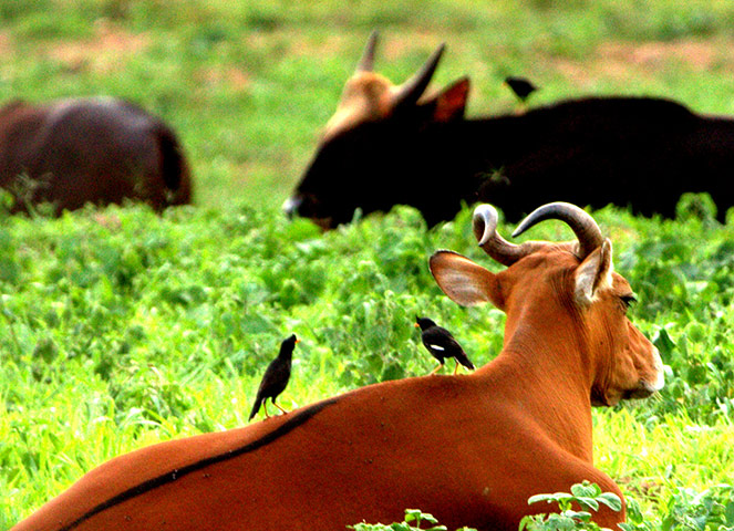 Southeast Asia: ungulate species living on the edge