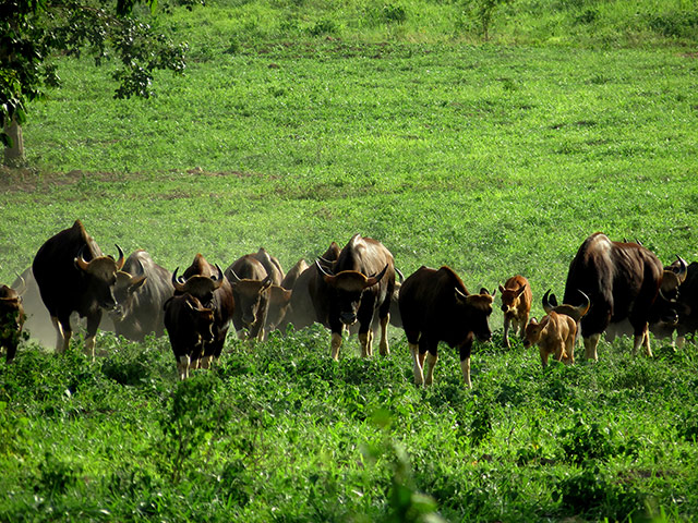 Southeast Asia: ungulate species living on the edge