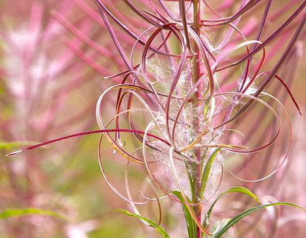 Green Shoots: August 2013