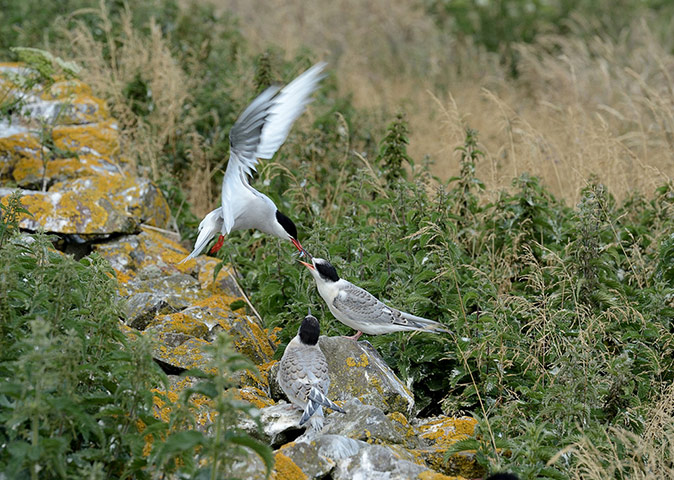Green Shoots: August 2013