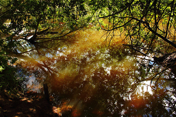 Green Shoots: August 2013