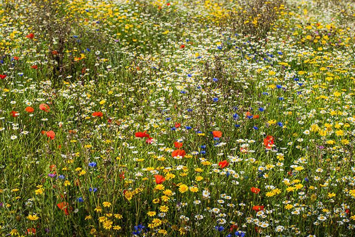 Green Shoots: August 2013