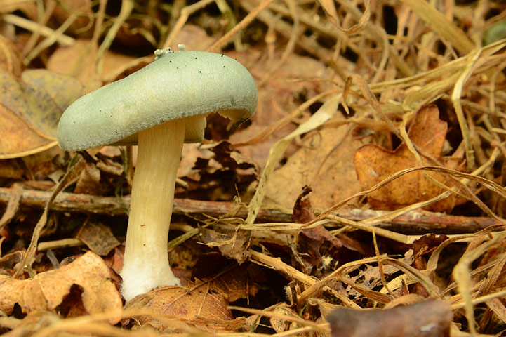 Green Shoots: August 2013