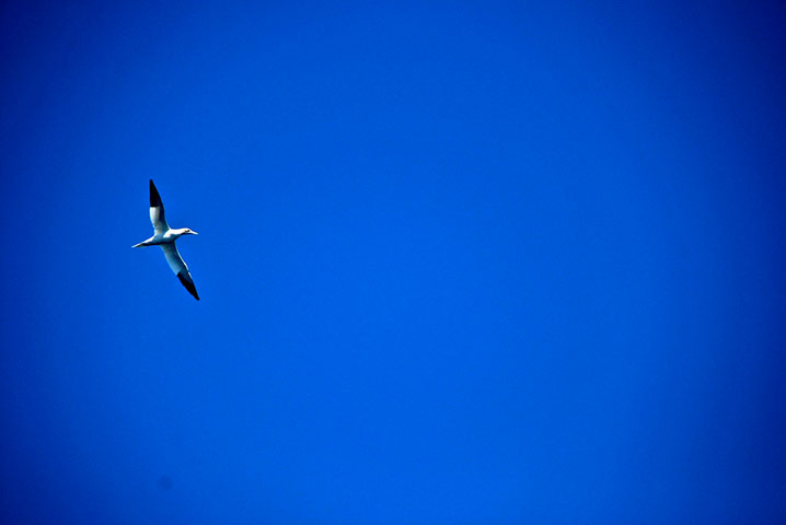 Green Shoots: August 2013