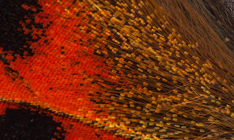 Green Shoots: August 2013