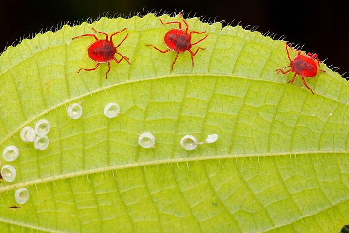 Green Shoots: August 2013