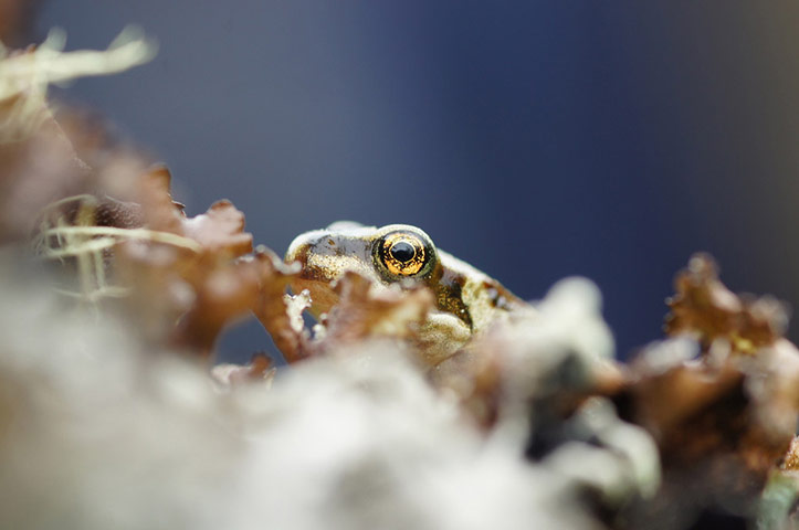 Green Shoots: August 2013