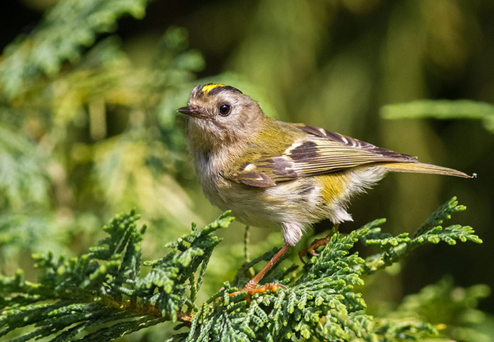 Green Shoots: August 2013