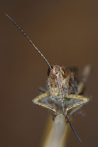 Green Shoots: August 2013