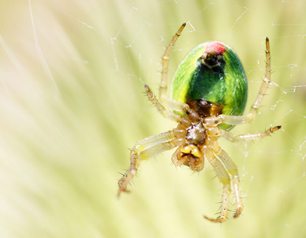 Green Shoots: August 2013