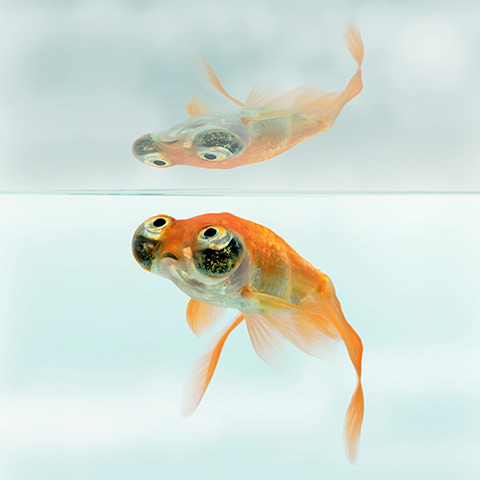 Ugly Animals: Mirror mirror: Common Celestial goldfish