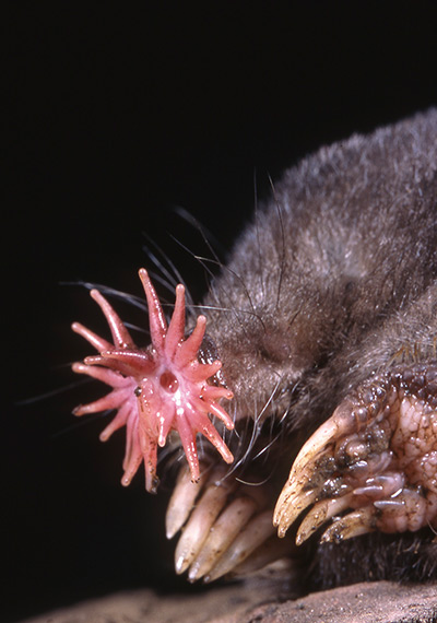 The world's ugliest animals - in pictures