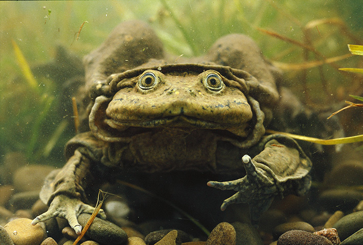 Ugly Animals: Giant Titicaca Lake Frog in Bolivia. The Titicaca water frog (Telmatobius c
