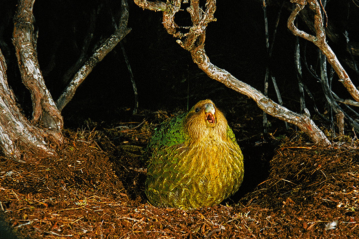 Ugly Animals: Sitting pretty: A Kakapo calling, Strigops habroptila, Codfish Island, New 