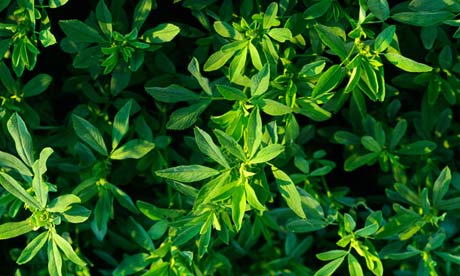 A healthy crop of mature alfalfa ready for cutting in North Carolina