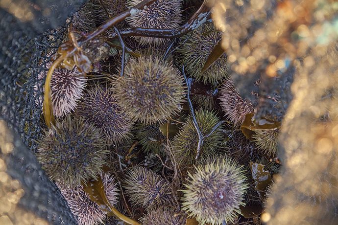 Urchins: Sea urchins