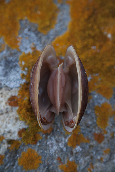Urchins: a mahogany clam, which can live for more than 500 years. 