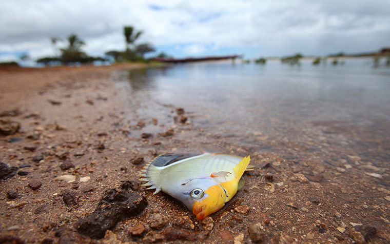 Week in wildlife: A dead fish washed ashore in Keehi Lagoon in Honolulu, Hawaii