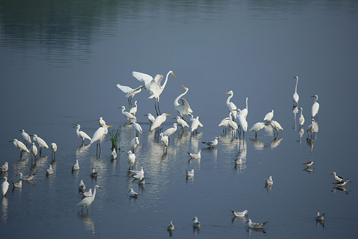 Week in wildlife: Egrets Seen At The Wetland Of The Futuan River In China