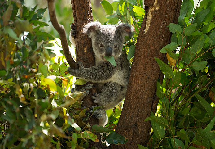 Week in wildlife: Currumbin Wildlife Sanctuary