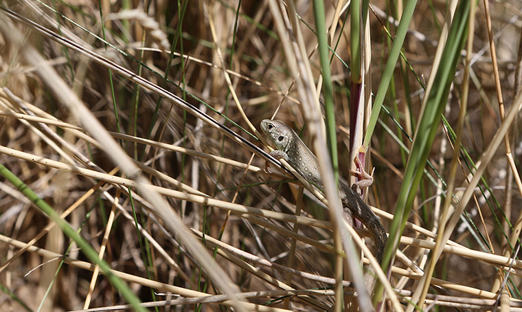 Week in wildlife: Sand Lizard released into the wild