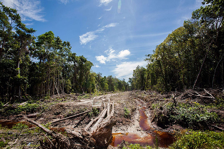 Week in wildlife:  peatland forest being cleared for a palm oil plantation, Aceh province
