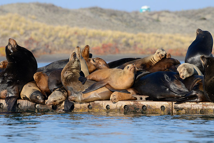 Week in wildlife: Sea lions sleep in a large pile, Moss Landing, California