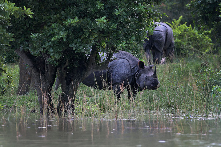 Week in wildlife: One horned rhinoceros in flooded Pobitora wildlife sanctuary, Assam, India