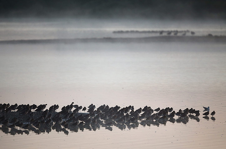Week in wildlife: RSPB's Snettisham Nature reserve