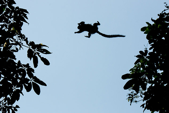 Week in wildlife: A wild marmoset (Callithrix jacchus) jumps between trees in Rio de Janeiro