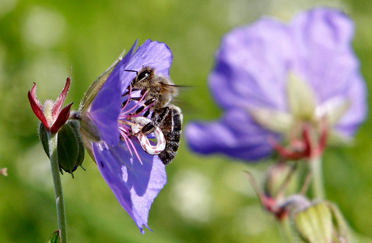 Week in wildlife: A bee collects pollen from a flower at Vaclav Havel Airport in Prague