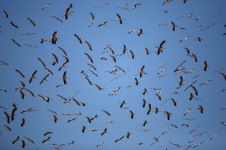 Week in wildlife: Storks pass over Jerusalem