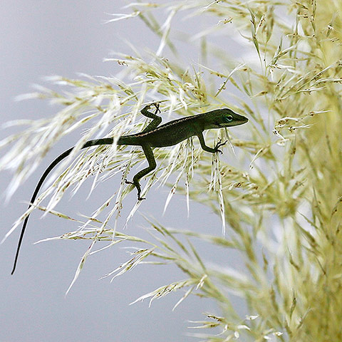 Week in wildlife: Green Anole Lizard Hangs Out In Pampas Grass In New Orleans