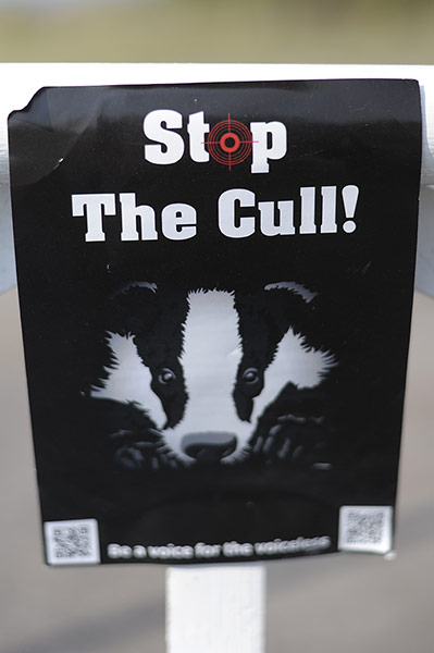 Week in wildlife: Badger cull protest