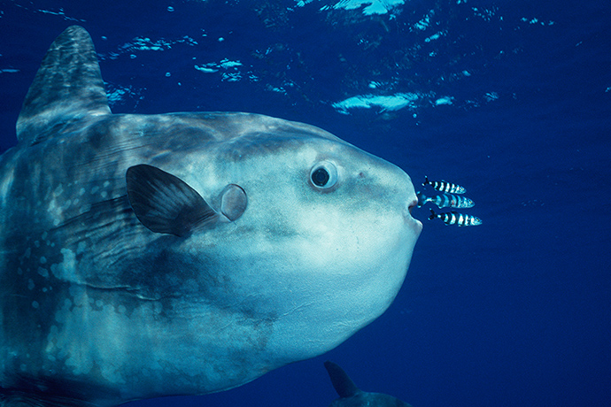 Creatures: Mola mola