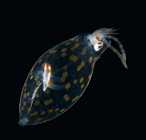 Creatures: Galiteuthis phyllura