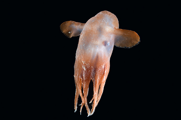 Creatures: Grimpoteuthis