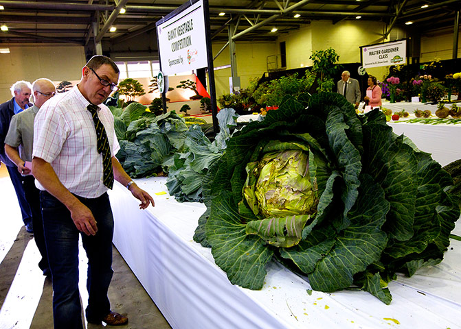 Nat Veg Champs: Judging the giant cabbages