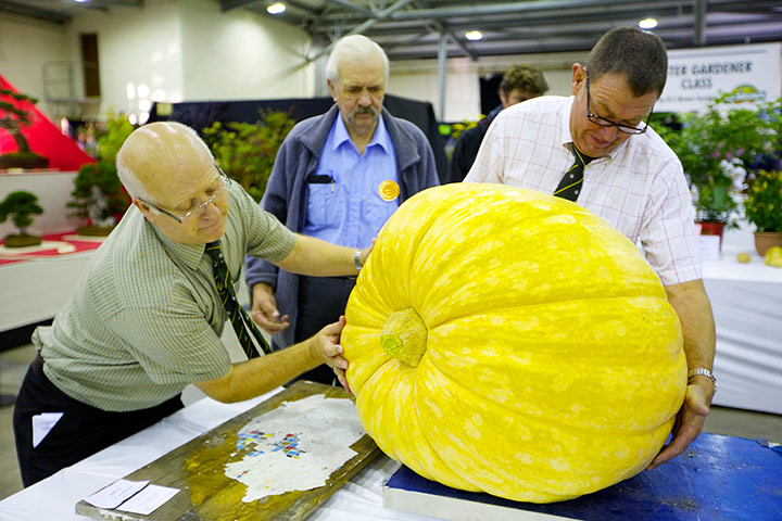 Nat Veg Champs: Weighing the giant pumpkins