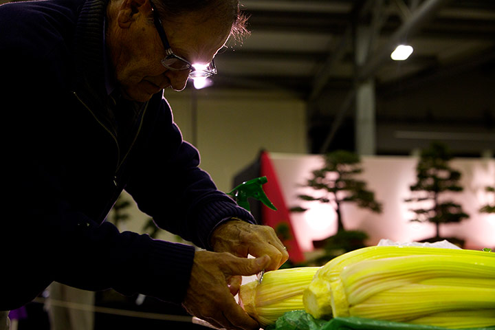 Nat Veg Champs: A competitor stages his entry in the celery classes