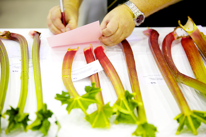 Nat Veg Champs: Rhubard rhubard
