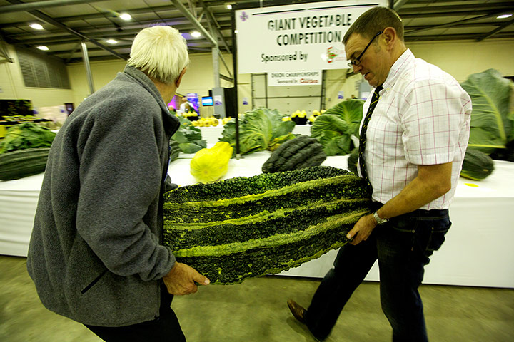 Nat Veg Champs: Weighing the giant marrows